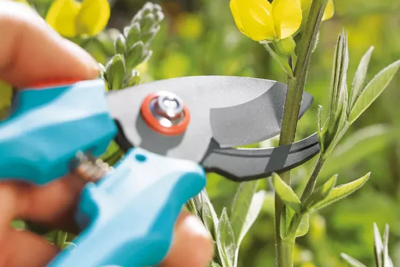 Hand schneidet Blume mit Gartenschere